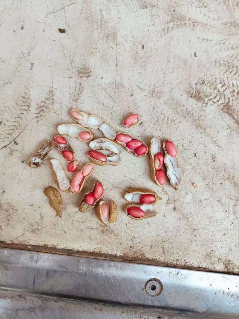 河南产区大量上市，精品四粒红鲜花生，电商，超市，市场大量