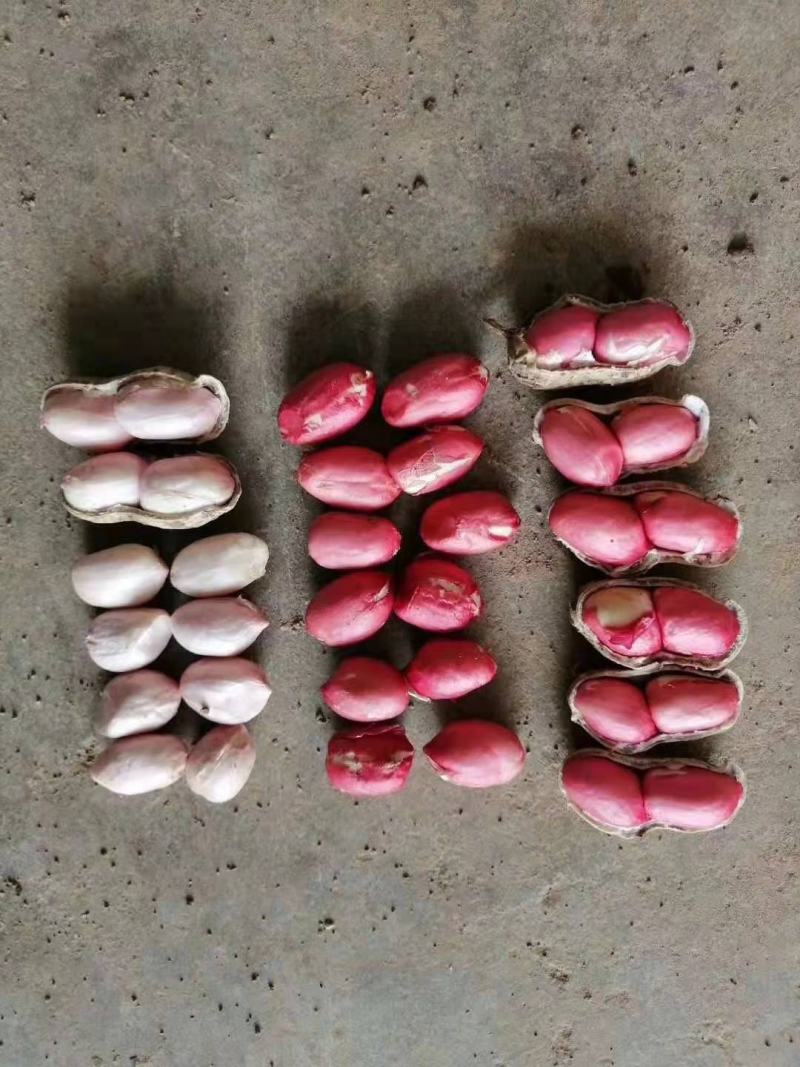 四粒红鲜花生，产地直发，一手货源，对接全国，电商，市场