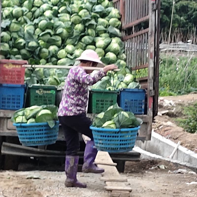 福建甘蓝圆包菜产地直发诚信报价可视频看货选货