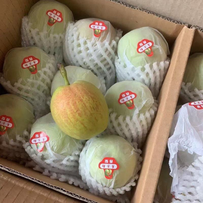 新梨七号，香梨王着