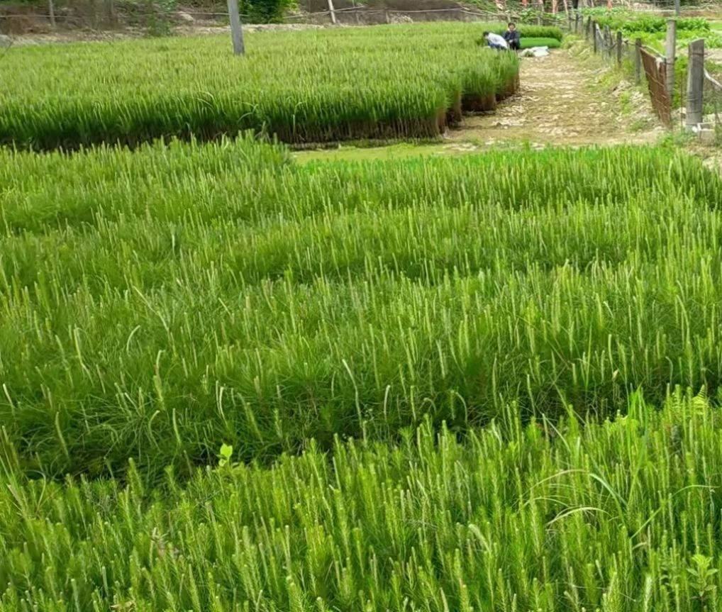 图中展示的是一个大型油松苗圃基地,整齐排列的油松幼苗正在接受养护,背景可见成年油松树形 油松苗圃基地实景图