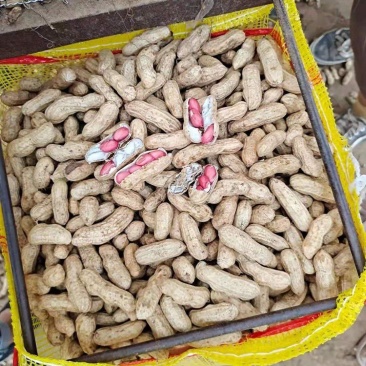 精品四粒红鲜花生，过筛子精品，产地直发，超市，市场，电商