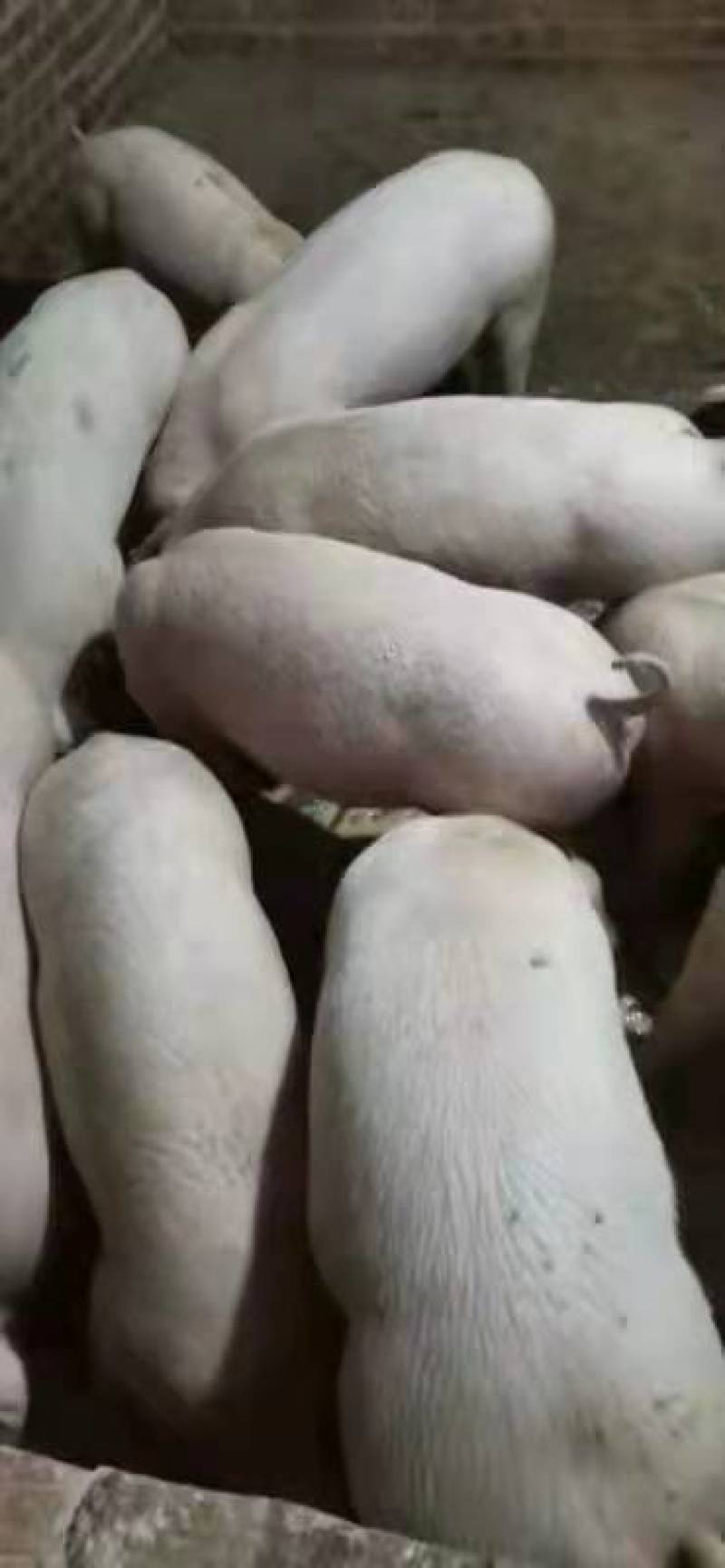 荣昌区仔猪