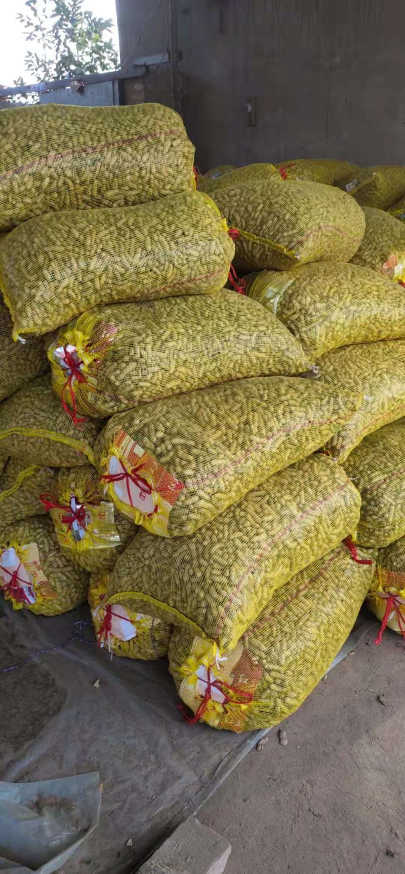 精品四粒红鲜花生，过筛子精品，产地直发，超市，市场，电商