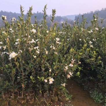 油茶植树造林行道风景新农村建设用苗房地产绿化市政工程