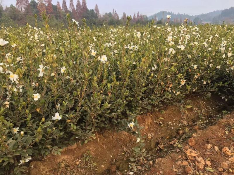 油茶植树造林行道风景新农村建设用苗房地产绿化市政工程