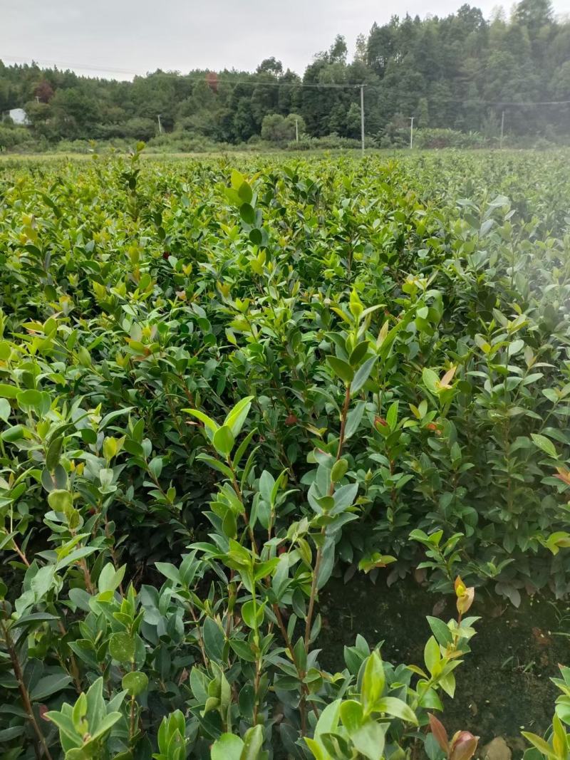 油茶植树造林行道风景新农村建设用苗房地产绿化市政工程