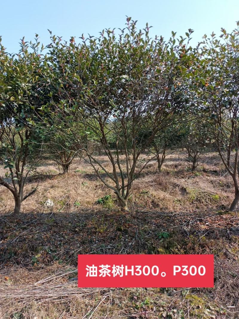 油茶植树造林行道风景新农村建设用苗房地产绿化市政工程