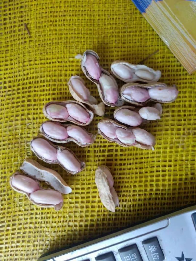 精品大果鲜花生，白沙果，籽粒饱满，超市，电商，一手货源