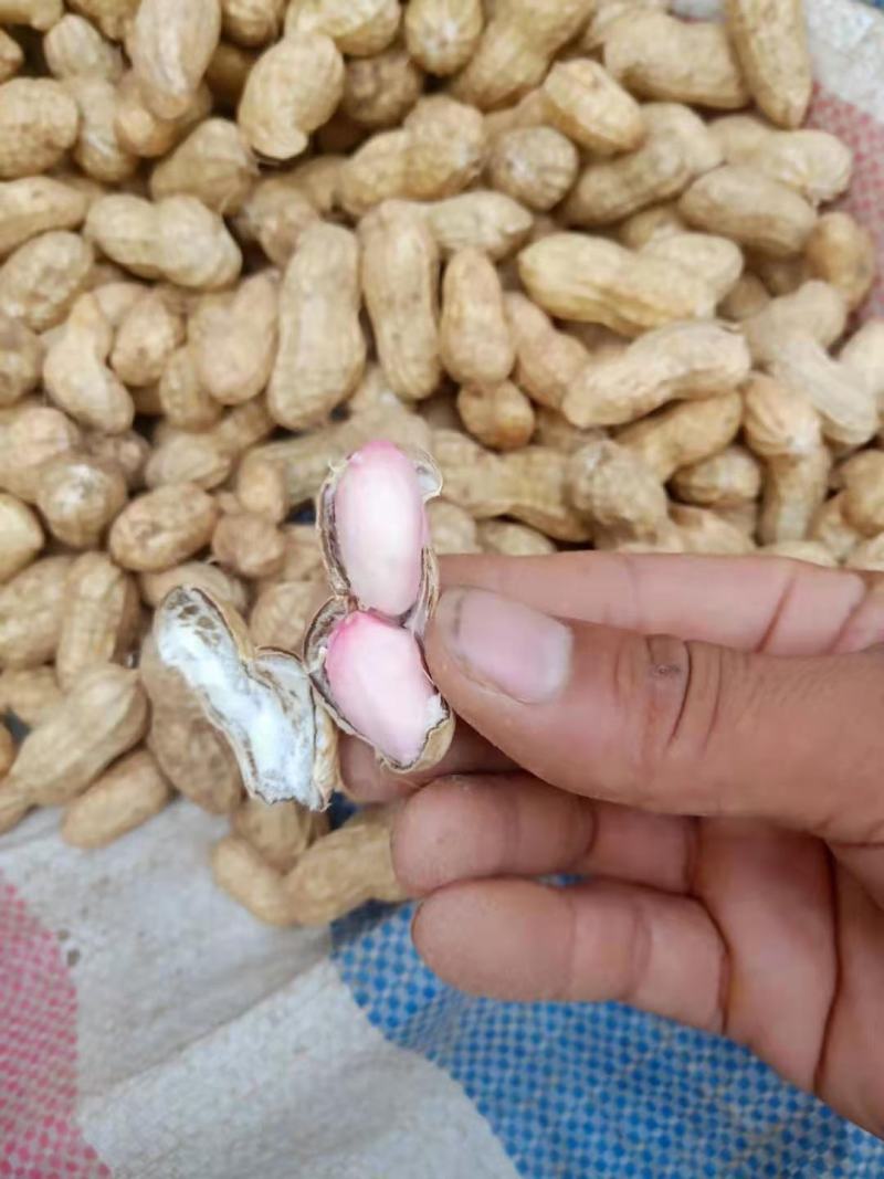 精品大果鲜花生，白沙果，籽粒饱满，超市，电商，一手货源