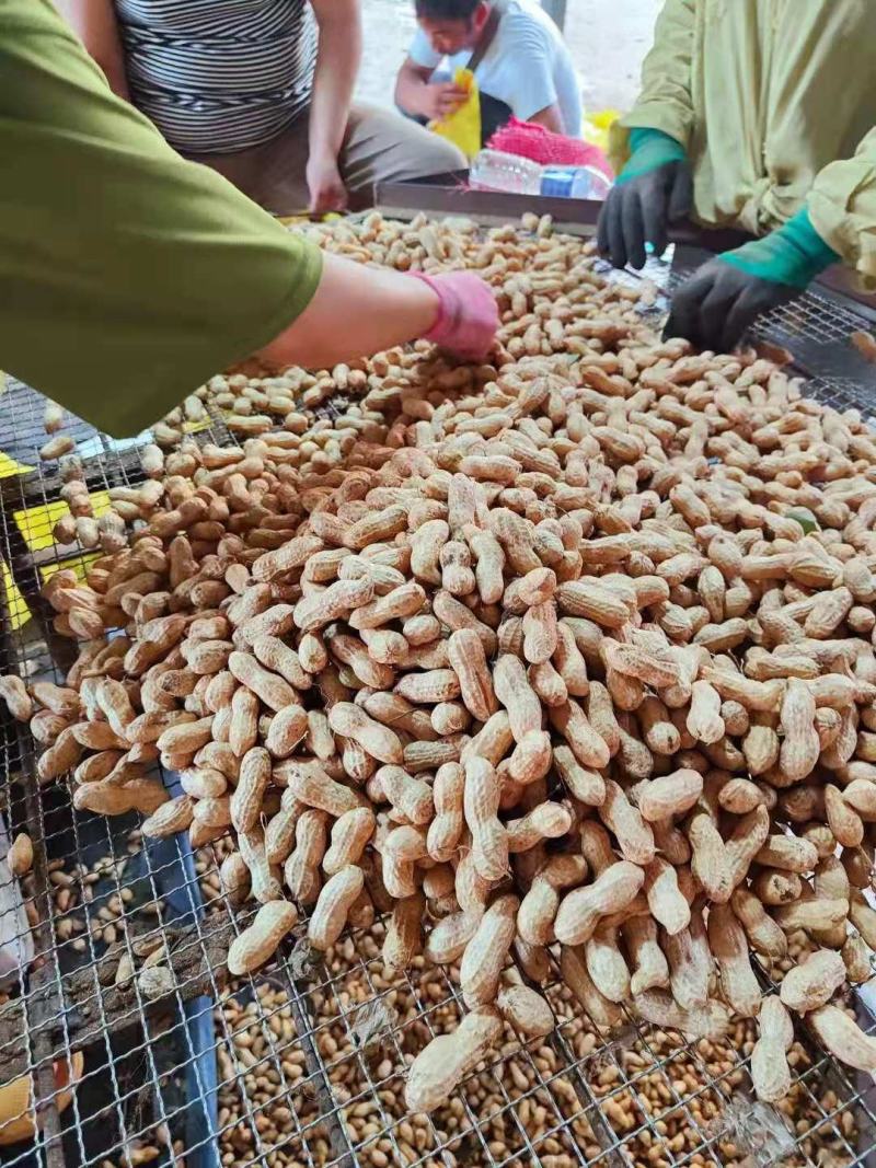 精品大果鲜花生，白沙果，籽粒饱满，超市，电商，一手货源
