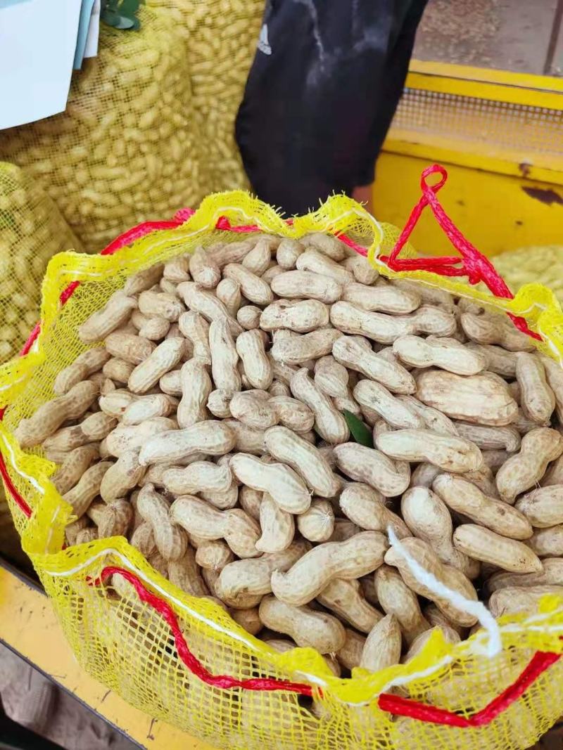 精品大果鲜花生，白沙果，籽粒饱满，超市，电商，一手货源