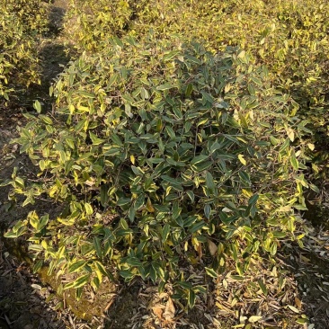 胡颓子行道风景新农村建设用苗房地产绿化公园绿化植树造林市