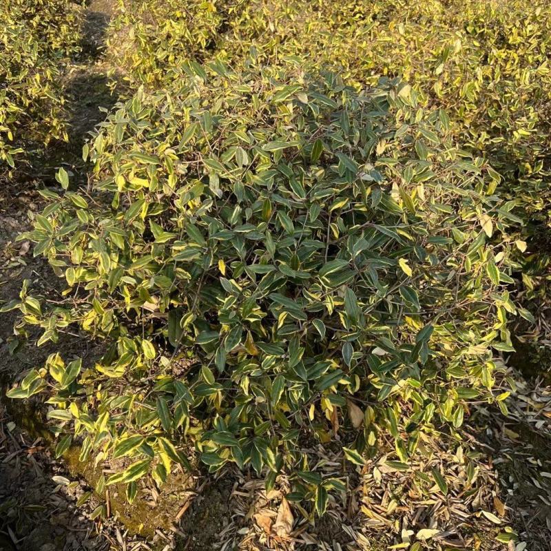 胡颓子行道风景新农村建设用苗房地产绿化公园绿化植树造林市