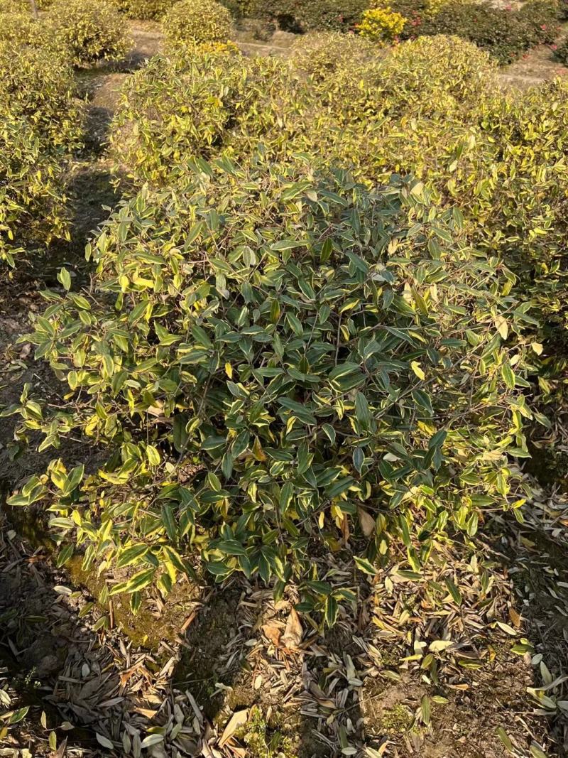 胡颓子行道风景新农村建设用苗房地产绿化公园绿化植树造林市