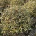 胡颓子行道风景新农村建设用苗房地产绿化公园绿化植树造林市