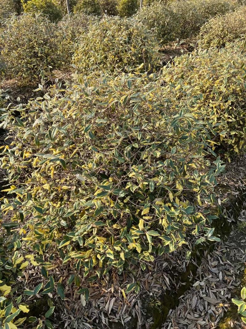 胡颓子行道风景新农村建设用苗房地产绿化公园绿化植树造林市