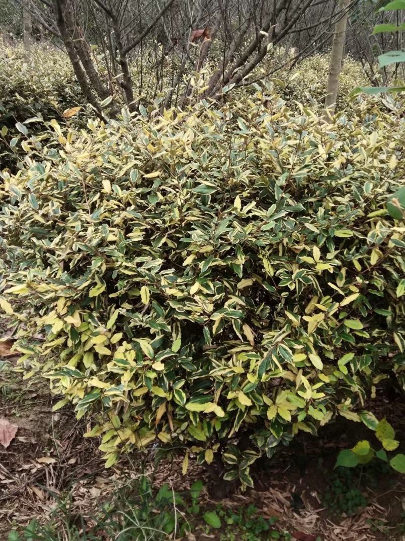 胡颓子行道风景新农村建设用苗房地产绿化公园绿化植树造林市