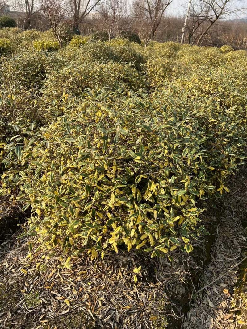 胡颓子行道风景新农村建设用苗房地产绿化公园绿化植树造林市