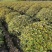 胡颓子行道风景新农村建设用苗房地产绿化公园绿化植树造林市