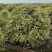 胡颓子行道风景新农村建设用苗房地产绿化公园绿化植树造林市