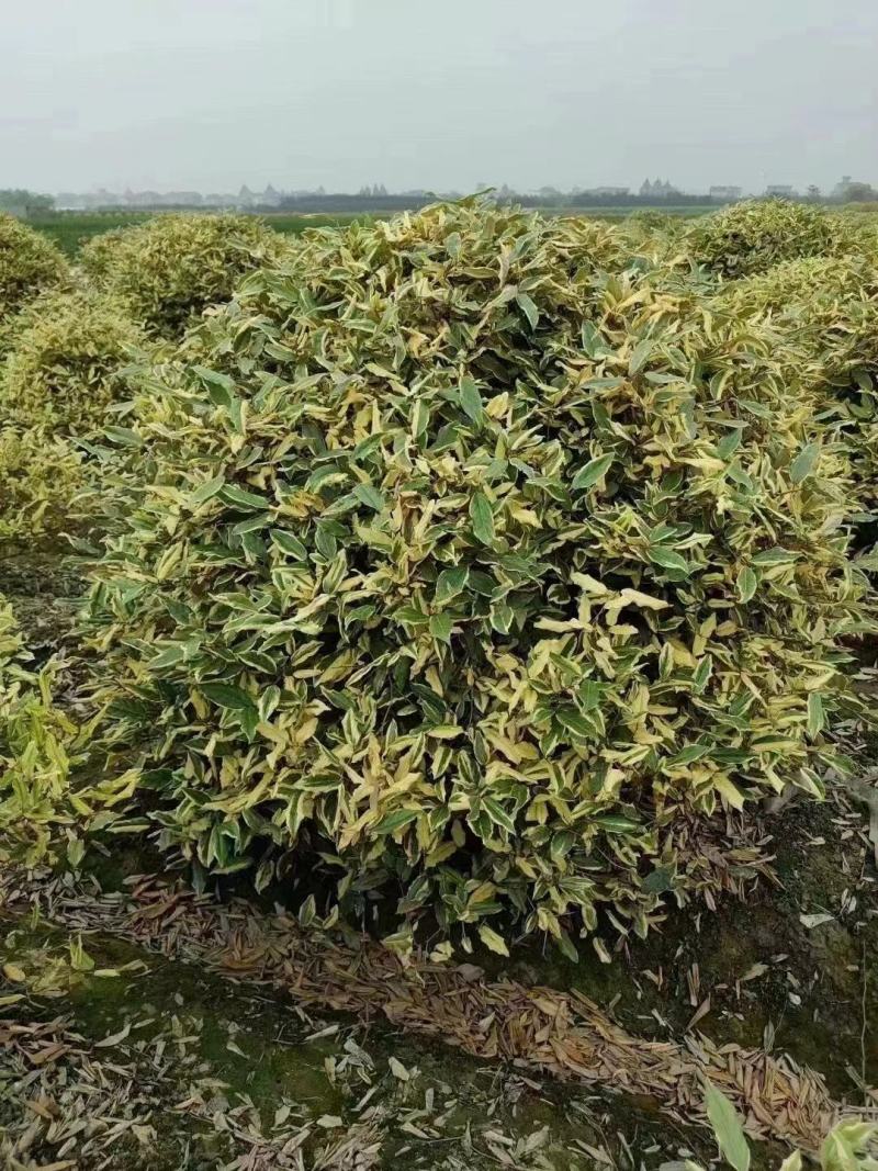 胡颓子行道风景新农村建设用苗房地产绿化公园绿化植树造林市