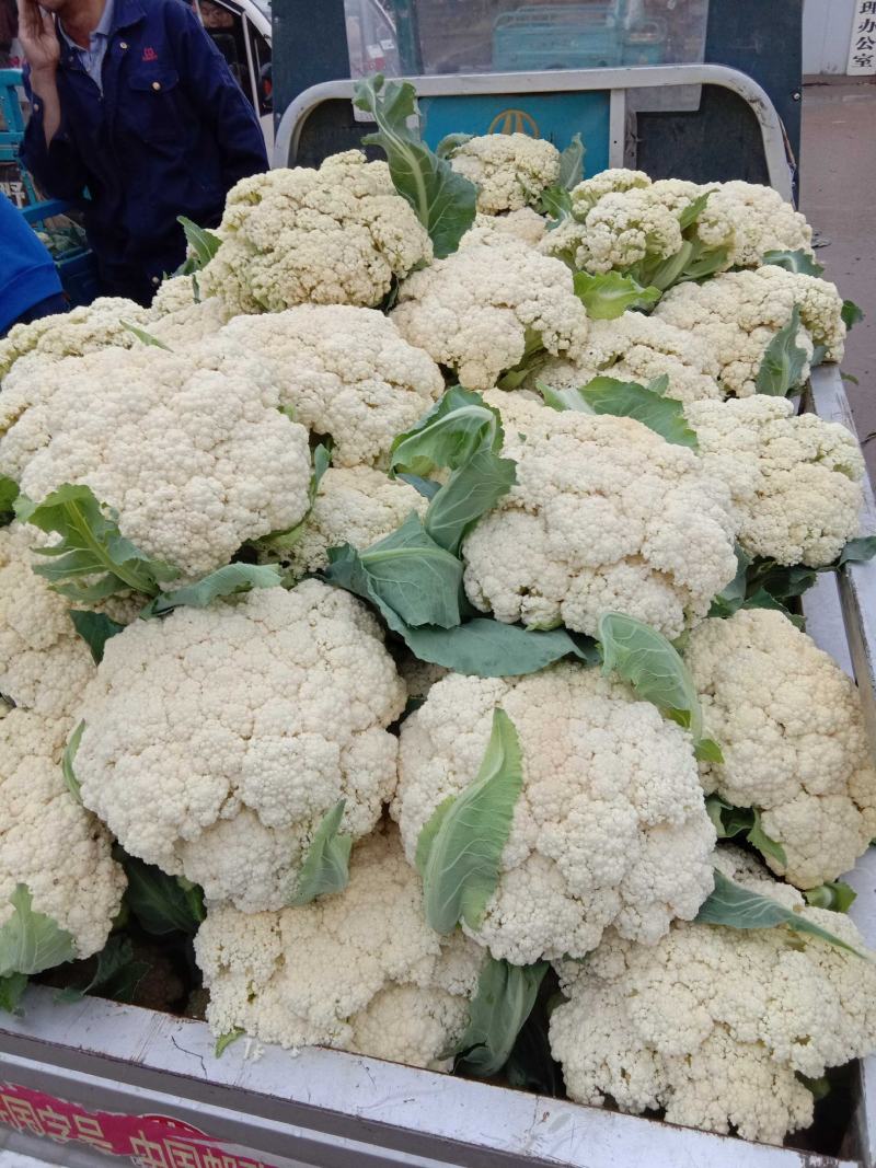 松散花大量上市1~2斤【产地直销】《质量保证》