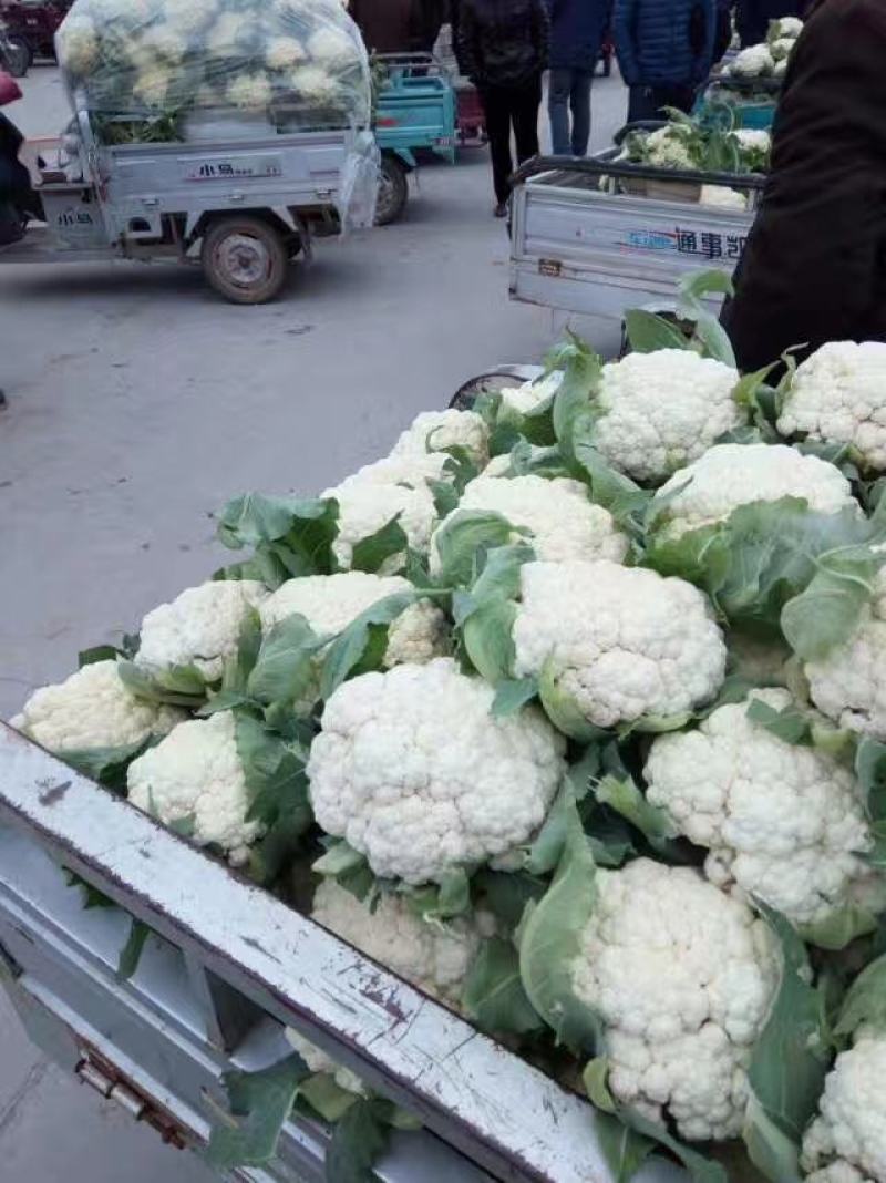 松散花大量上市1~2斤【产地直销】《质量保证》