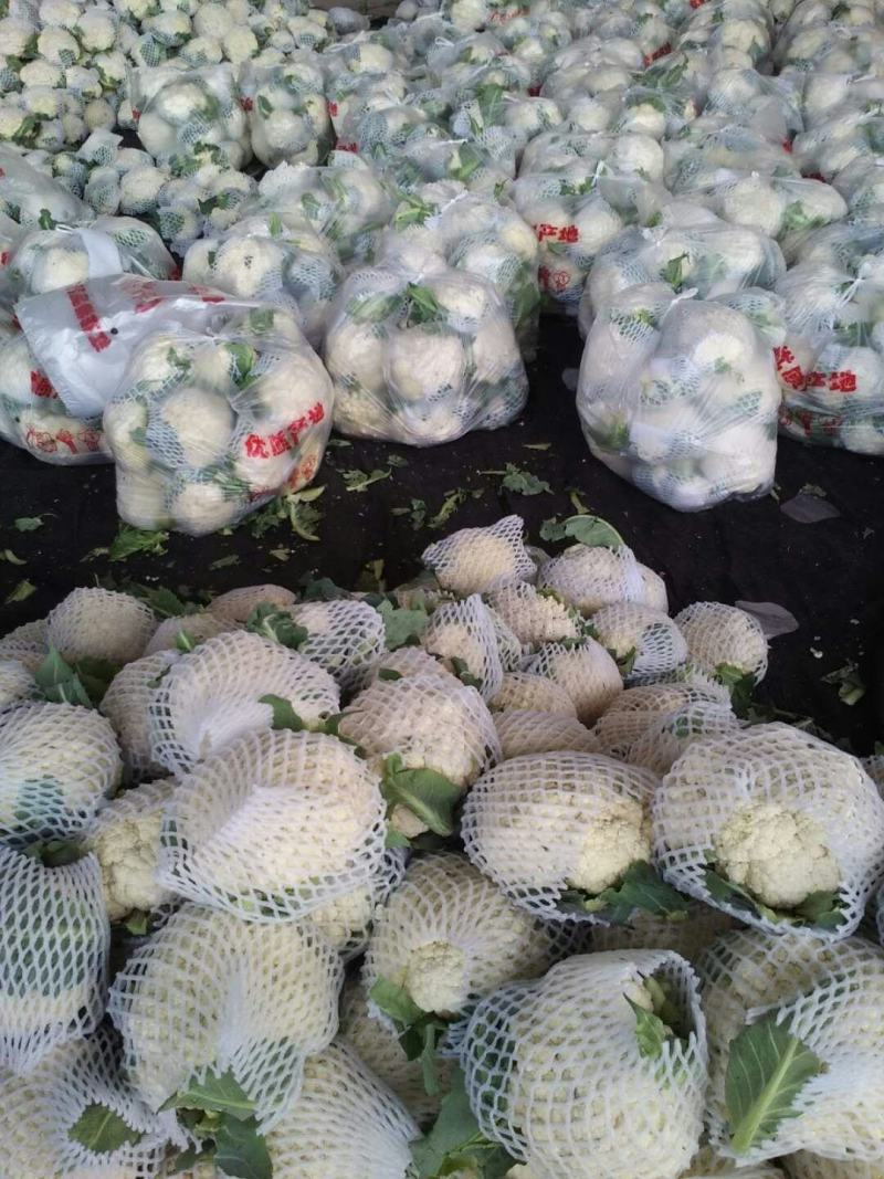 松散花大量上市1~2斤【产地直销】《质量保证》