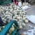 松散花大量上市1~2斤【产地直销】《质量保证》