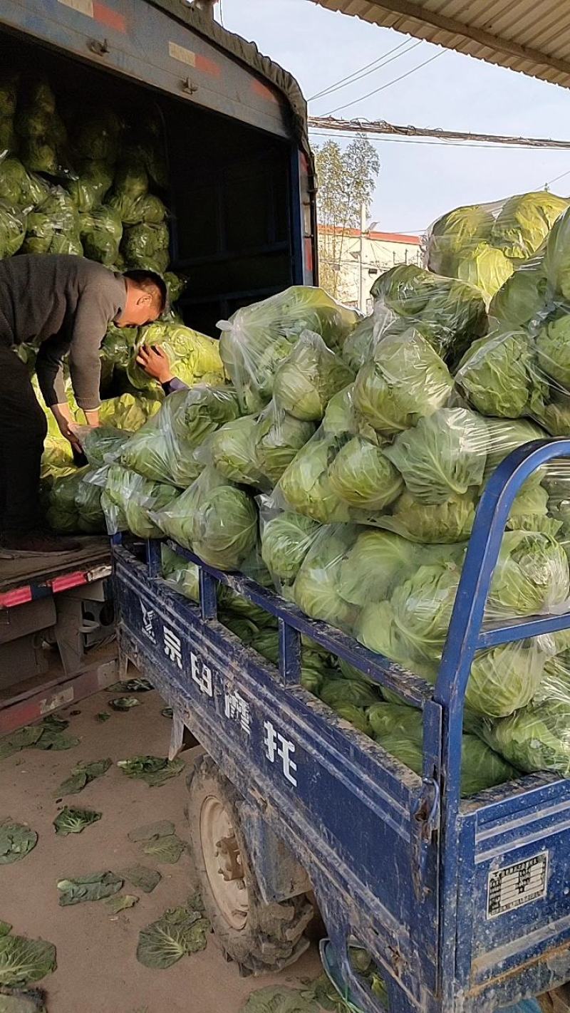 中甘21甘蓝《精品甘蓝》【产地供应】货源充足