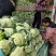 中甘21甘蓝《精品甘蓝》【产地供应】货源充足