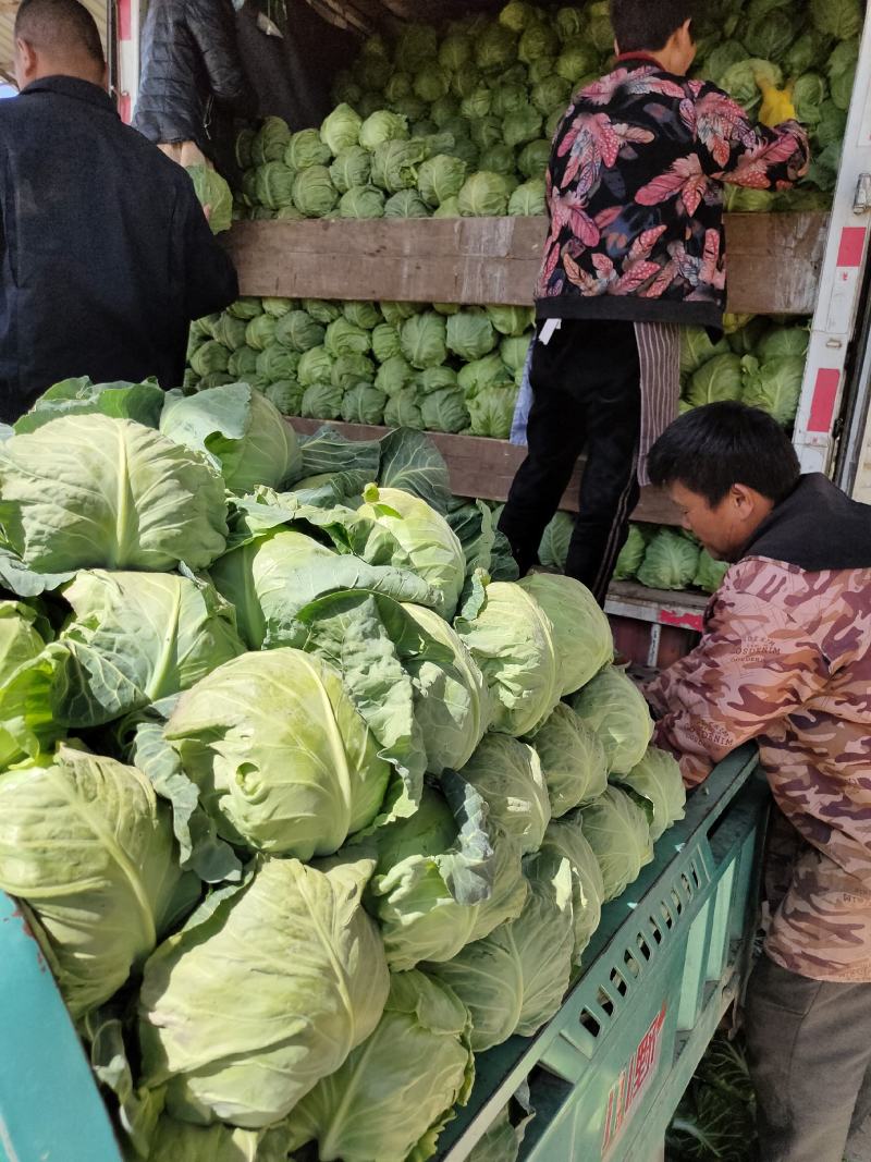 中甘21甘蓝《精品甘蓝》【产地供应】货源充足