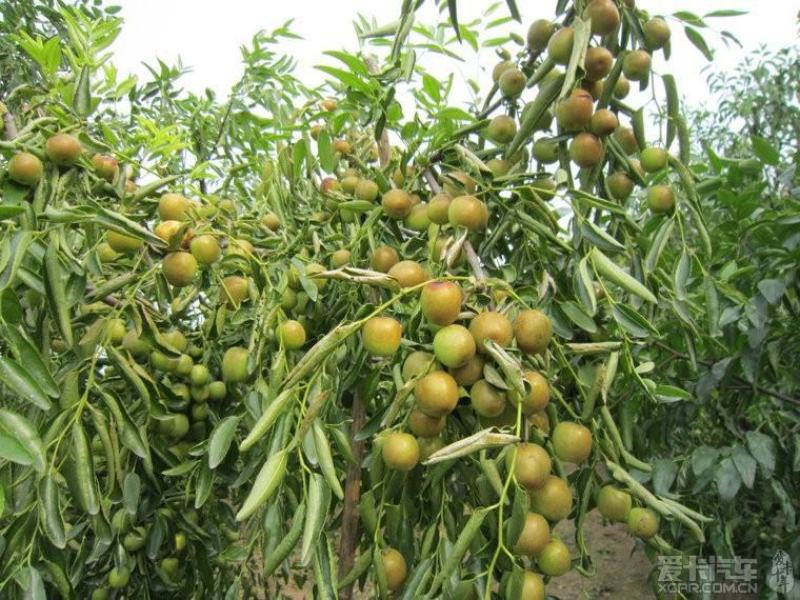 冬枣树苗沾化冬枣苗枣树苗基地培育高产纯正质量可靠