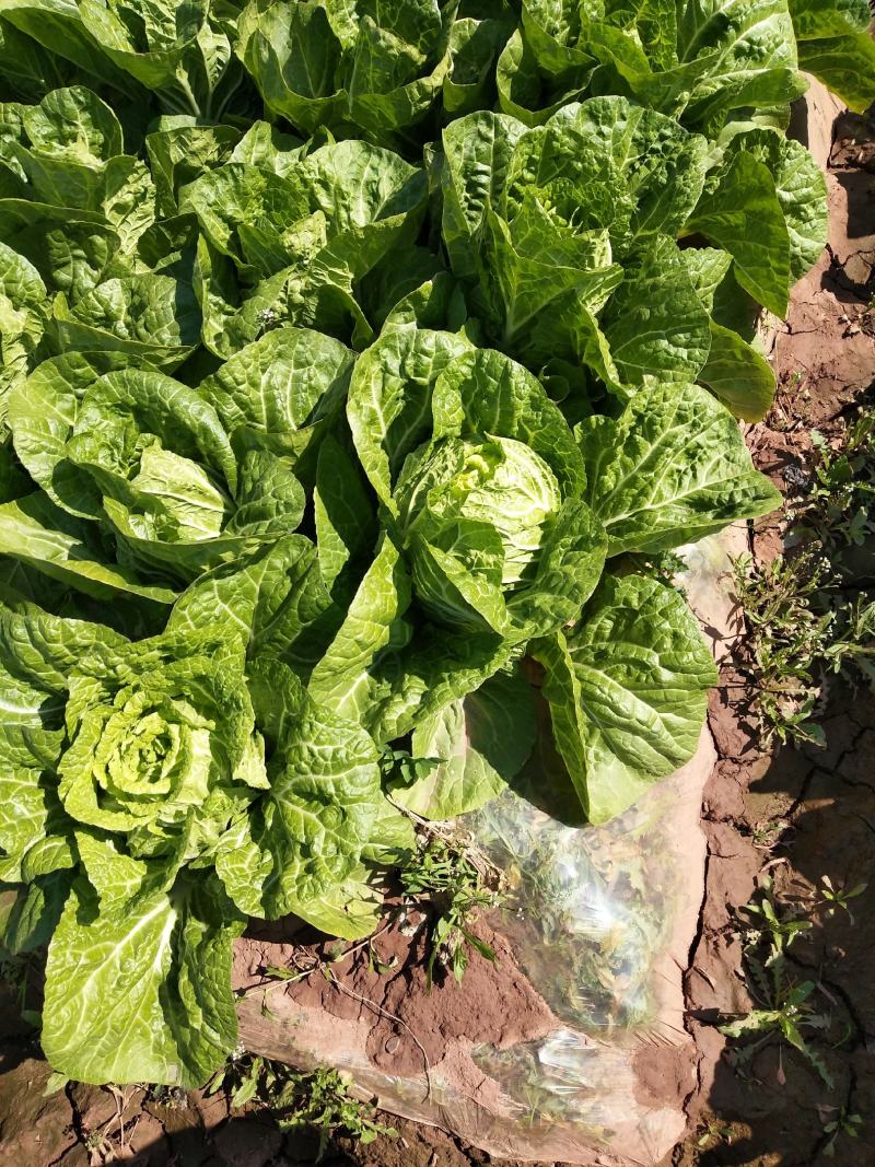 白菜3月份上市