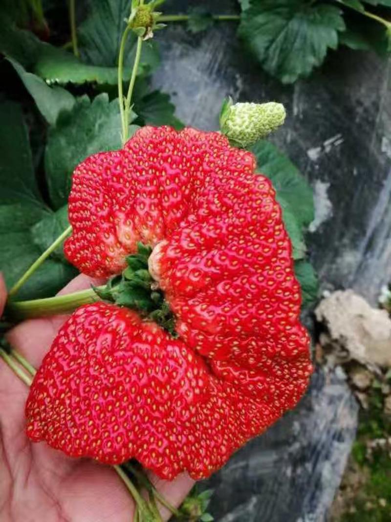 临沂艳丽草莓草莓大量上市产地直供，现货批发，质量优