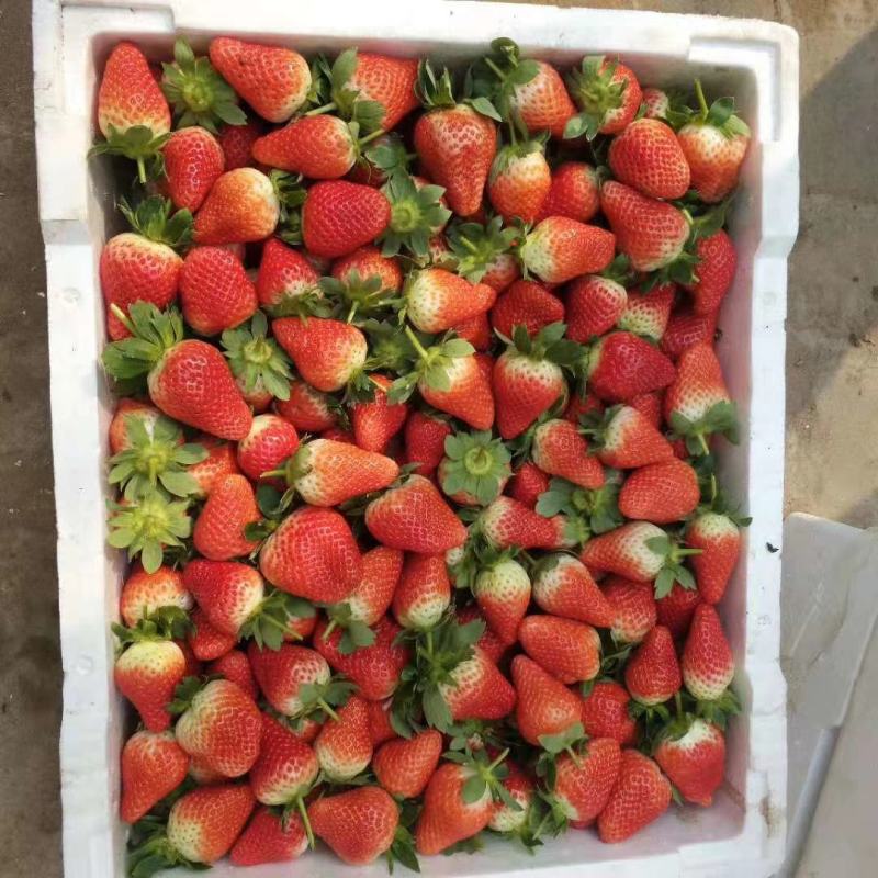 临沂艳丽草莓草莓大量上市产地直供，现货批发，质量优