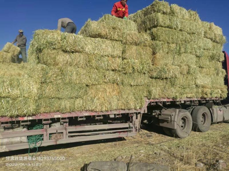 甘肃军马场燕麦草高糖度20低钾燕麦草无土无石头，燕麦