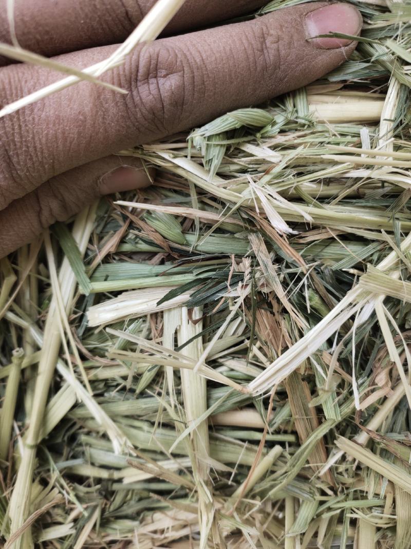 甘肃军马场燕麦草高糖度20低钾燕麦草无土无石头，燕麦