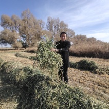 燕麦草批发种植甘肃优质高山高糖燕麦草，需要的联系燕麦草