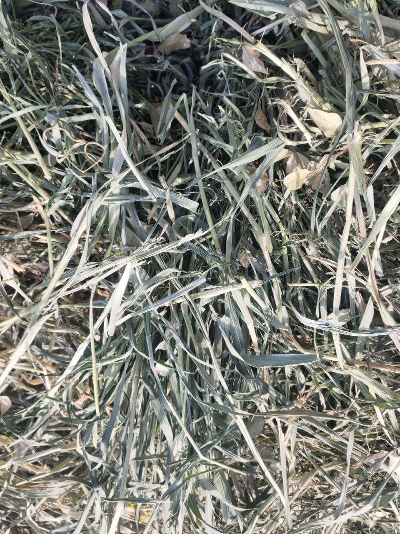 燕麦草批发种植甘肃优质高山高糖燕麦草，需要的联系燕麦草