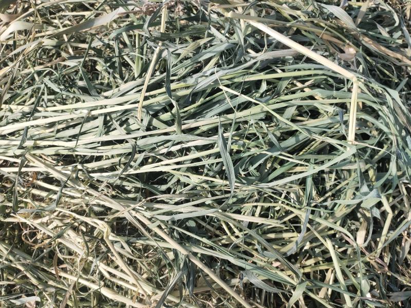 燕麦草批发种植甘肃优质高山高糖燕麦草，需要的联系燕麦草