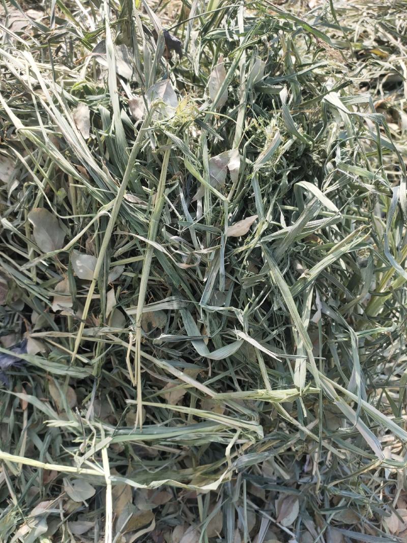 燕麦草批发种植甘肃优质高山高糖燕麦草，需要的联系燕麦草