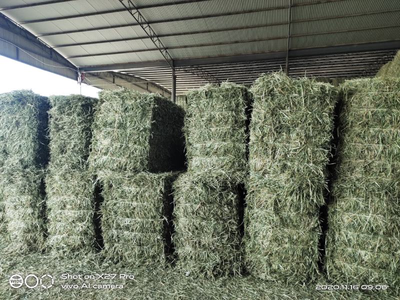 燕麦草批发种植甘肃优质高山高糖燕麦草，需要的联系燕麦草
