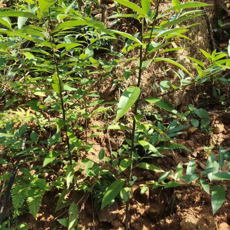 大量供应，经过伏选产星高的山苍籽培育种苗正在热销中。