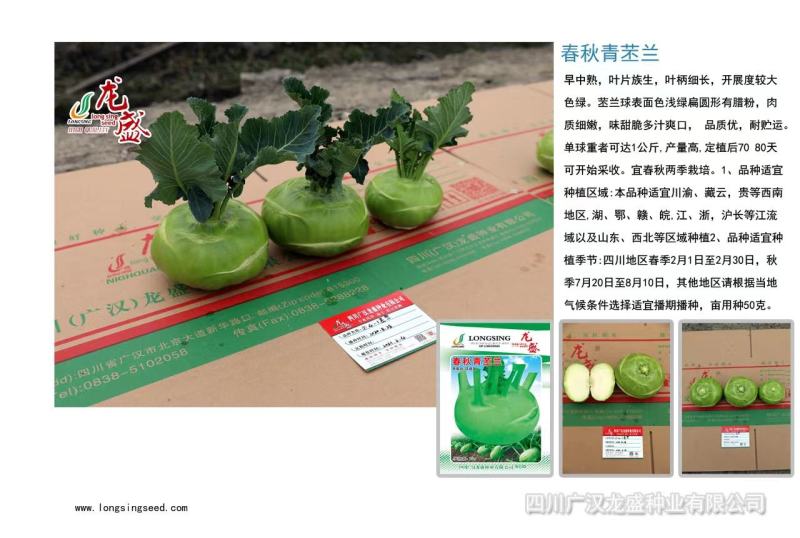 龙盛春秋青苤兰种子质嫩脆，味细甜苤蓝种子春秋两用球茎甘蓝