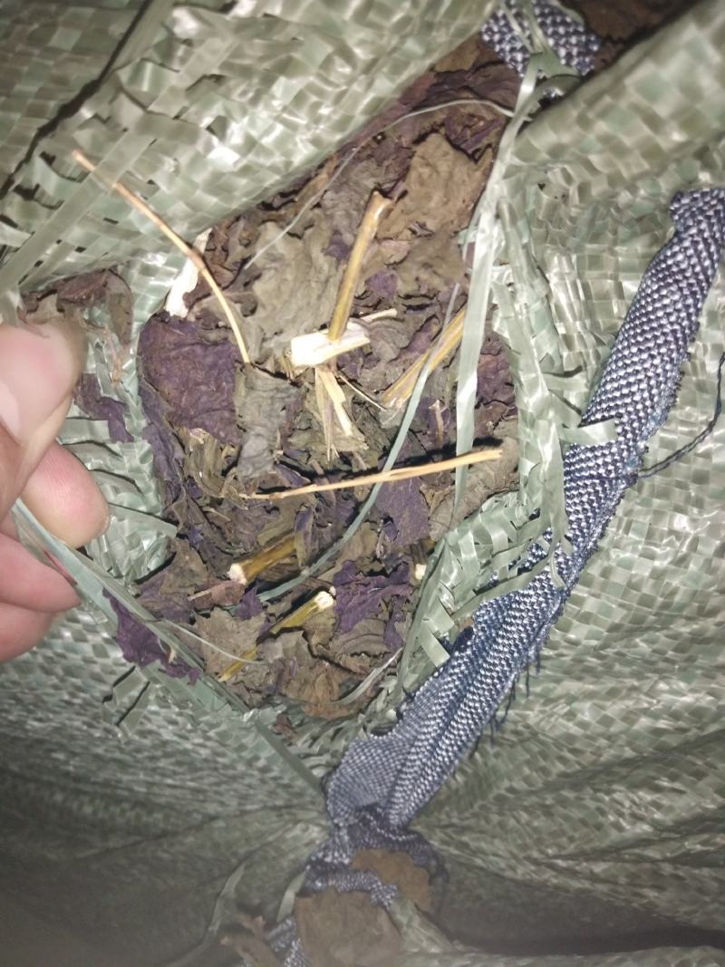 有哪位老板需要紫苏叶还有紫苏枝的