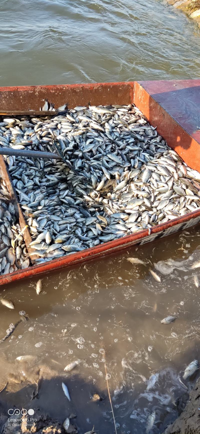 吉林自然河鲜活鲫鱼产地批发鲜活小鲫鱼厂家直销