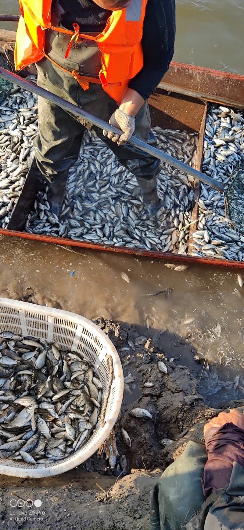 吉林自然河鲜活鲫鱼产地批发鲜活小鲫鱼厂家直销
