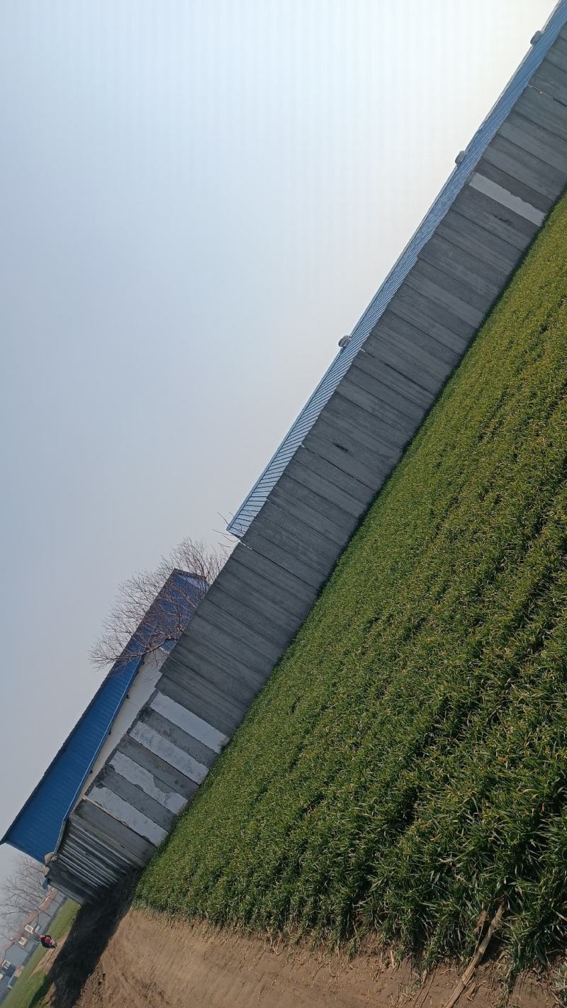 出租新建养殖场，养牛，可养羊